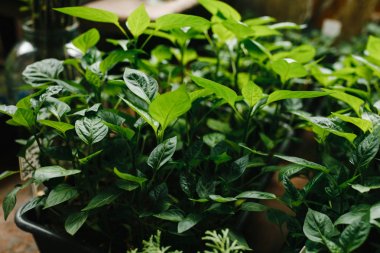 Metin için yer ile bir arka plan olarak fide