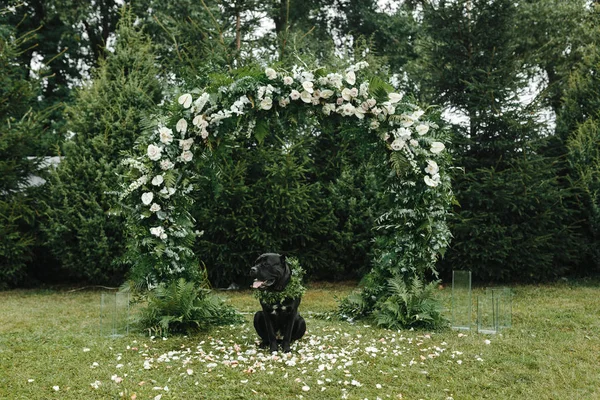 Bröllop Båge Och Hunden Sitter Den Gröna Kransen Och Ser — Stockfoto