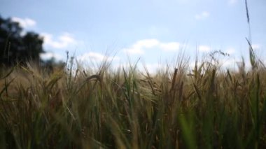 Yumuşak rüzgarda sallanan buğday kulakları. Gökyüzü arka planında buğday tarlası. Buğday arkaplanı