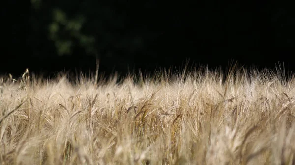 Orelhas de trigo no fundo verde escuro. Campo de trigo. Fundo de trigo — Fotografia de Stock