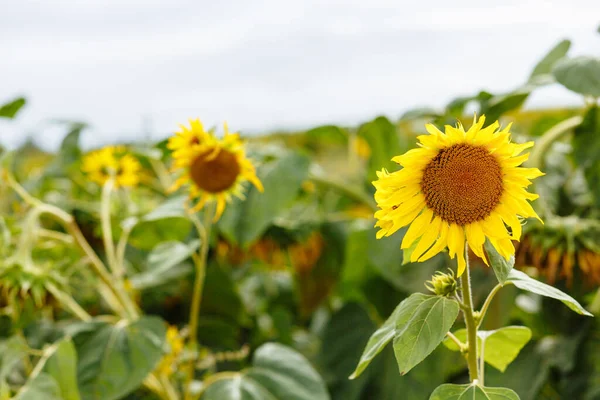 Blooming sunflowers on the field. Sunflowers field. Sunflowers. Harvest. Sunflower field