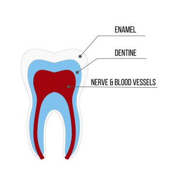 Tıp bilimi eğitimi ve diş sağlığı için emaye dentin pulp kavite kök kanal kanal kan temini dahil olmak üzere tüm parçaları ile Diş yapısı Anatomisi
