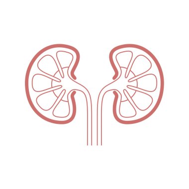 Simge insan organ böbrekler. İnsan böbrekler imzala. Beyaz arka plan üzerinde izole sembolü böbrek. Hisse senedi vektör çizim