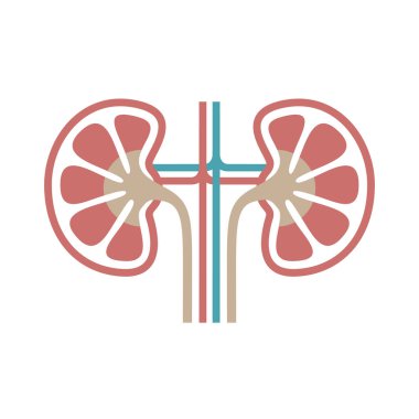 Simge insan organ böbrekler. İnsan böbrekler imzala. Beyaz arka plan üzerinde izole sembolü böbrek. Hisse senedi vektör çizim