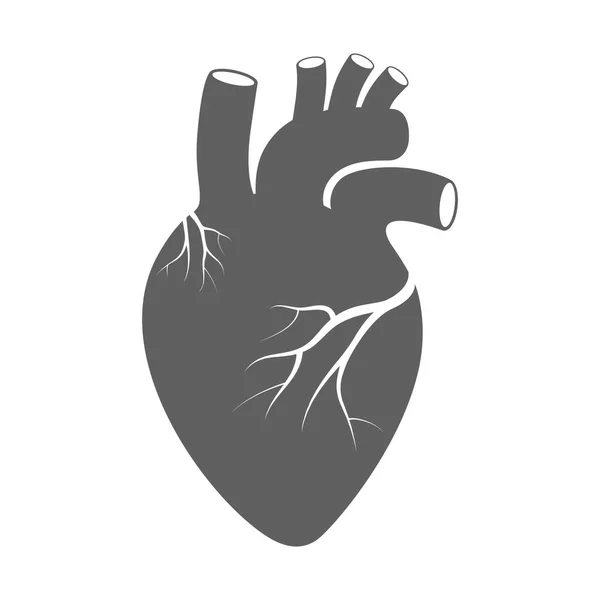 Assina Coração Coração Símbolo Órgão Humano Coração Ícone Isolado Fundo —  Vetores de Stock