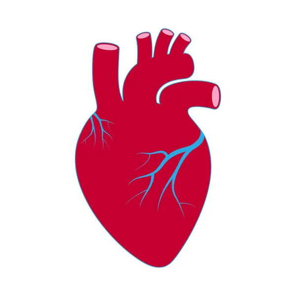 Jelentkezzen Szív Emberi Szervezet Szimbólum Szív Elszigetelt Ikon Szív Fehér — Stock Vector