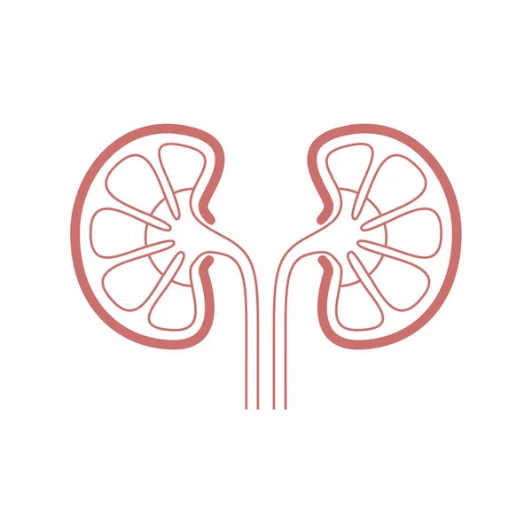 Icon Human Organ Kidneys Sign Human Kidneys Isolated Symbol Kidneys — Stock Vector