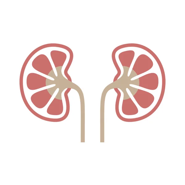 Icon Human Organ Kidneys Sign Human Kidneys Isolated Symbol Kidneys — Stock Vector