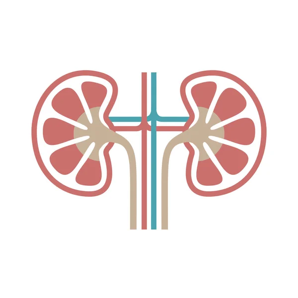 Icon Human Organ Kidneys Sign Human Kidneys Isolated Symbol Kidneys — Stock Vector