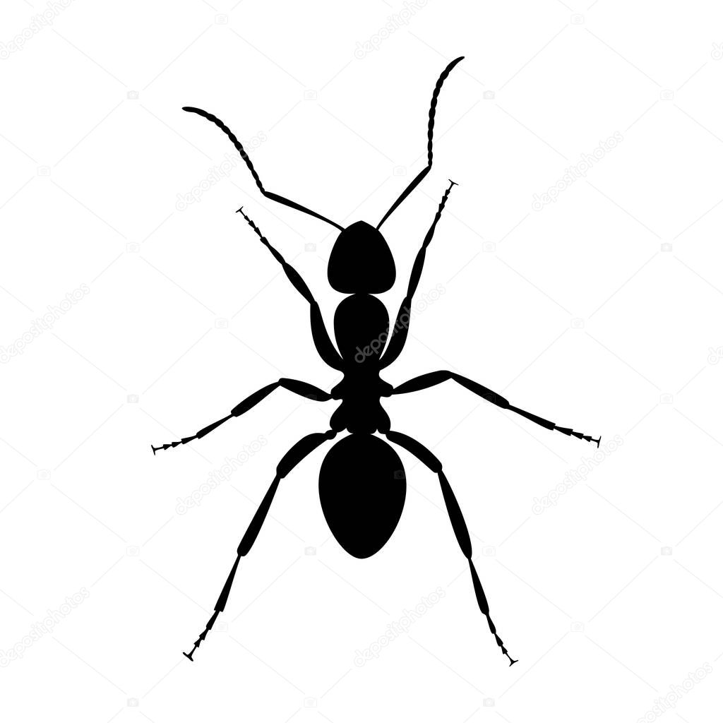 Black sign ant silhouette. Ant silhouette close up isolated on white background. Vector illustration