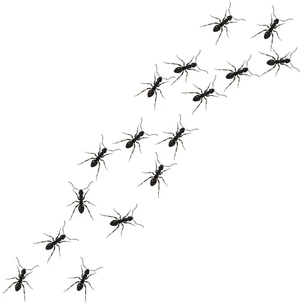 Camino Las Hormigas Línea Negra Hormigas Obreras Aisladas Sobre Fondo — Vector de stock