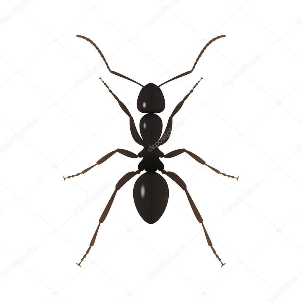Ant sign. Ant close up isolated on white background. Vector illustration