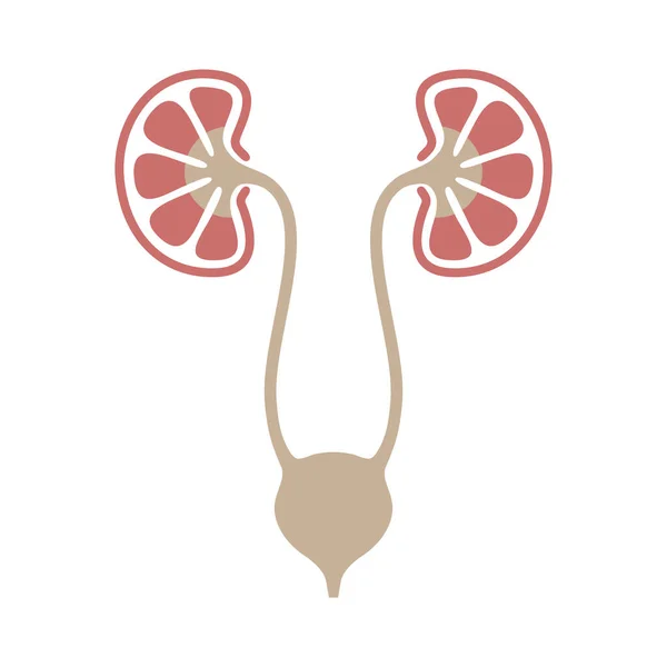 Símbolo urológico — Vector de stock