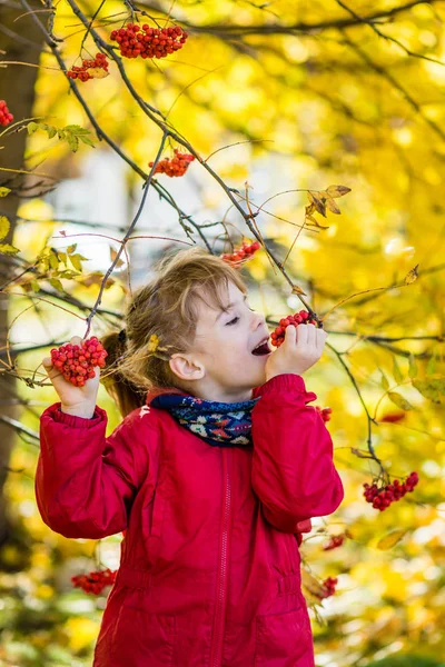 Cute Young Blonde Girl Hold Hands Rowan Berries Try Eat — Stock Photo, Image