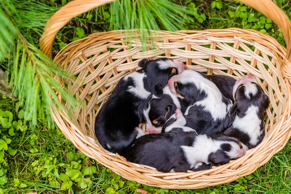 Cesta com 5 cachorros de caça estonianos — Fotografia de Stock