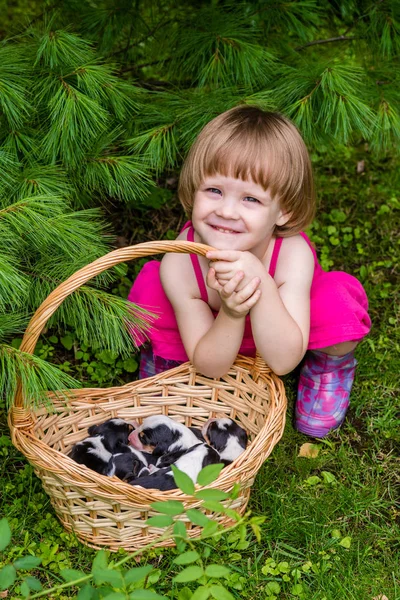 3-years-old girl sits with basket with Estonian Hound puppies — Stock Photo, Image