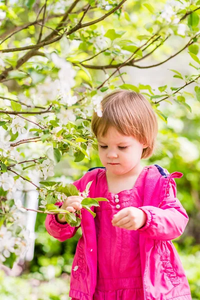 Todler drar kronbladen från blommorna i äppelträdet. Vert — Stockfoto
