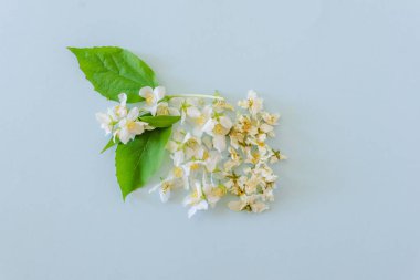 Mavi arka planda yasemin taze ve kurutulmuş çiçekleri