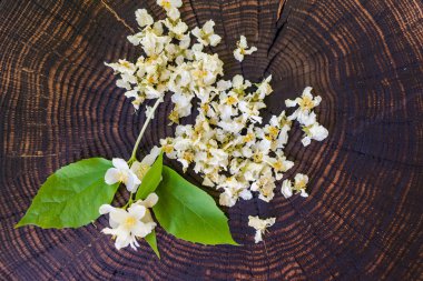 Kurutulmuş çiçekler ived ve ahşap tahta üzerinde yasemin sprig