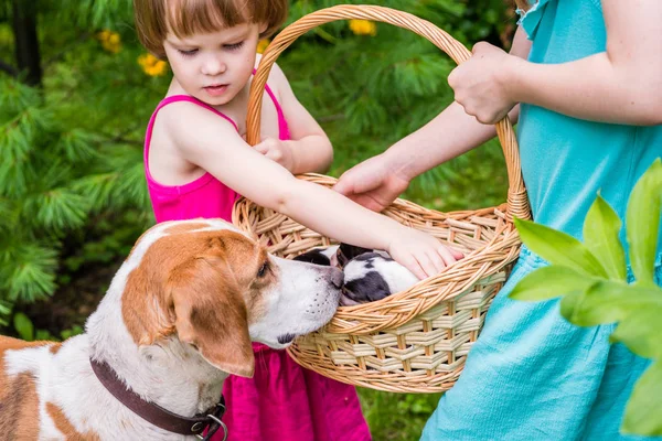 Cão olhar para a cesta com filhotes de cão estoniano — Fotografia de Stock