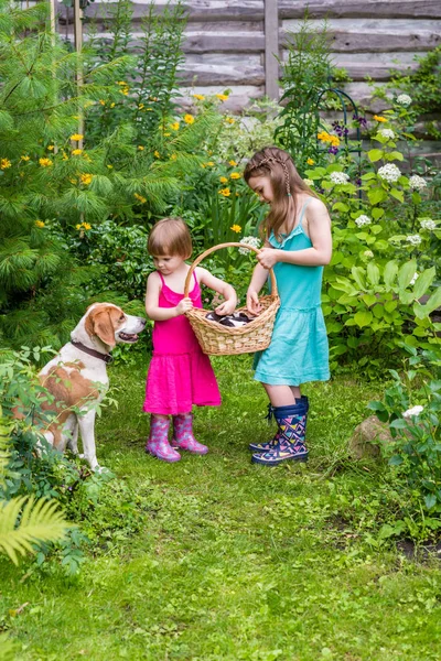Two sisters  hold basket with Estonian hound puppies — Stock Photo, Image