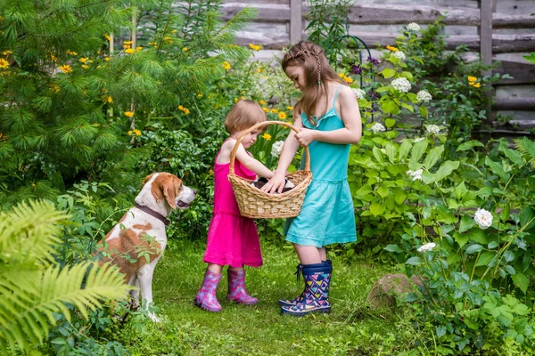 Deux sœurs tiennent le panier avec des chiots de chien estonien — Photo