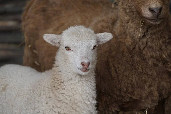 Schafe Und Lamm Mit Scheunenhintergrund — Stockfoto