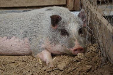 Domuz ahırda samanlıkta dinleniyor. Evcil çiftlik hayvanı 