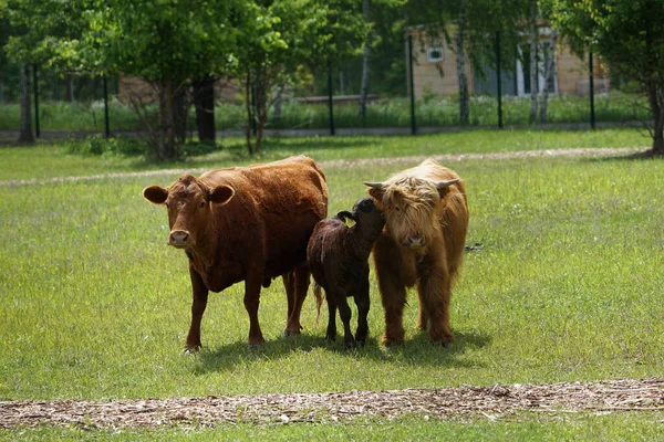 Büffelfamilie Auf Einer Wiese Mit Grünem Gras Waldrand — Stockfoto