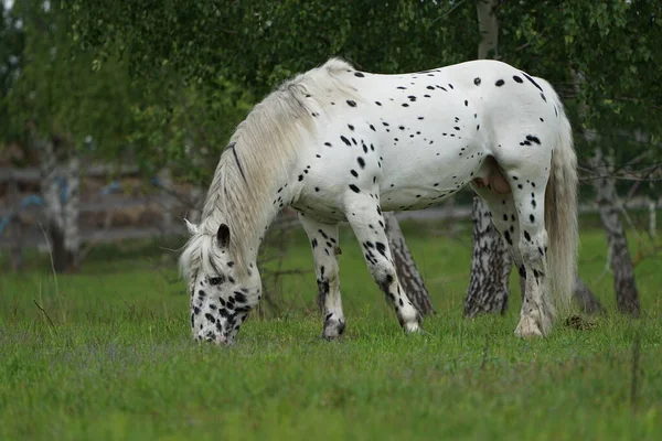 Piękny Koń Spacerujący Łące — Zdjęcie stockowe