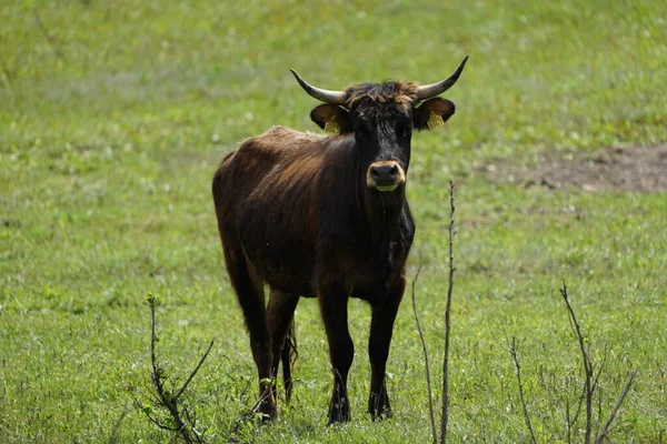 Porträt Eines Jungen Büffels Auf Grünem Gras — Stockfoto