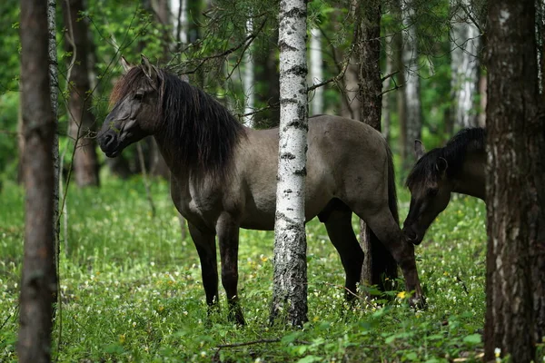 Belo Cavalo Caminha Floresta Contra Fundo Das Árvores — Fotografia de Stock
