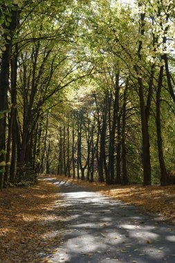   Güneşli bir günde sonbahar parkından geçen yol..                             