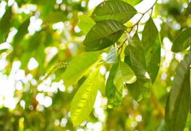 Polen veya Tayland yerel meyve genç sürgünler yeşil yaprakları güzel doğa arka plan. Yakın kadar görüntünün bulanık arka planda