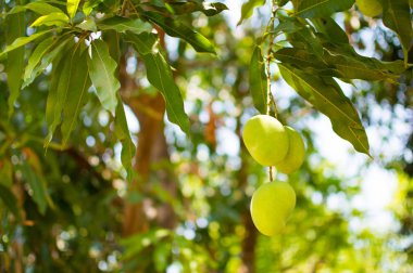 Yeşil Mango veya Mangifera indica ağaç dalı var. Bu bir tür bir tadı ekşi yerel meyve Tayland yerel mango vardır. Arka plan bulanık görüntü