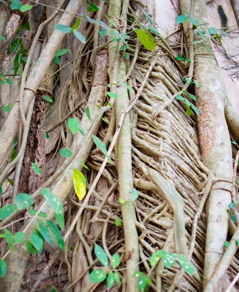 Raiz Texturizada Figueira Sagrada Árvore Pipal Ficus Religiosa Esta Uma — Fotografia de Stock