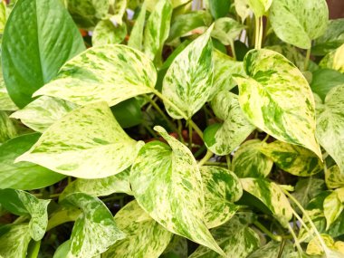 Yaprak yaprak yeşil bahçe ağacının ayrıntı bu bir saksı bitki ekili altın pothos