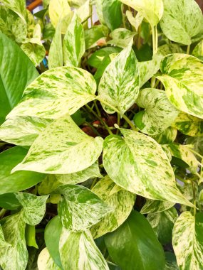 Yaprak yaprak yeşil bahçe ağacının ayrıntı bu bir saksı bitki ekili altın pothos