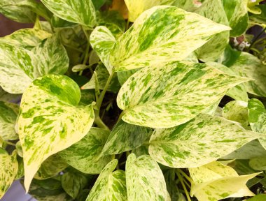 Yaprak yaprak yeşil bahçe ağacının ayrıntı bu bir saksı bitki ekili altın pothos