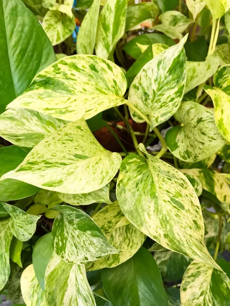 Yaprak yaprak yeşil bahçe ağacının ayrıntı bu bir saksı bitki ekili altın pothos