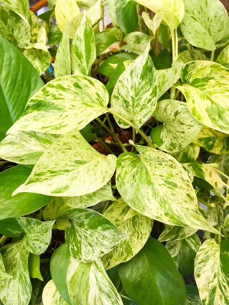 Yaprak yaprak yeşil bahçe ağacının ayrıntı bu bir saksı bitki ekili altın pothos