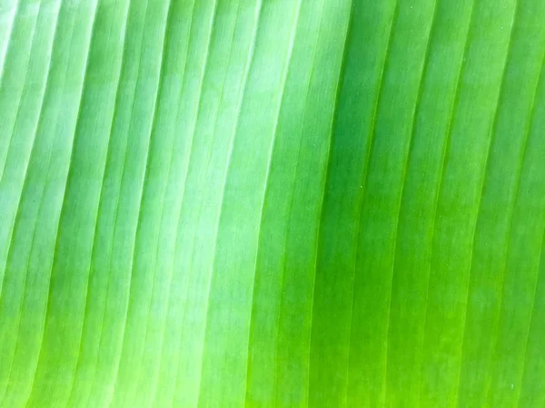 Green banana leaves. A banana leaf seem like green mix with dark . Image in blurred background
