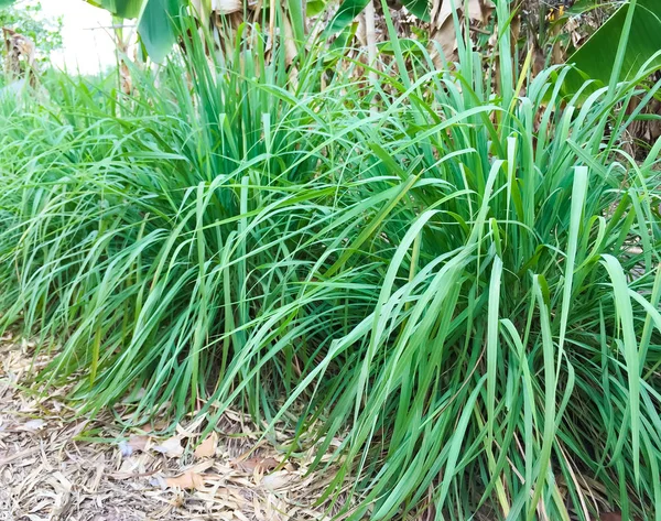 Lemongrass or Lapine or Lemon grass or West Indian or Cymbopogon citratus were planted on the ground. It is a shrub, its leaves are long and slender green. It is an herb which was made into food and medicine.