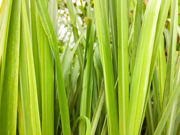 Lemongrass or Lapine or Lemon grass or West Indian or Cymbopogon citratus were planted on the ground. It is a shrub, its leaves are long and slender green. It is an herb which was made into food and medicine.