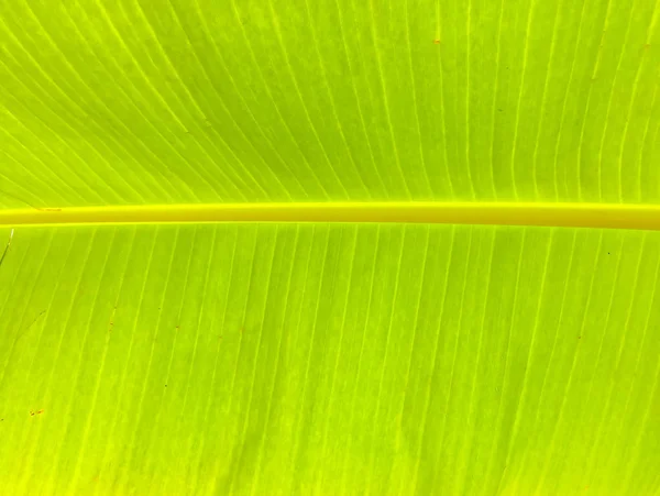 Konsistens Banan Gröna Blad Ett Unga Blad Banan Tyckas Grön — Stockfoto