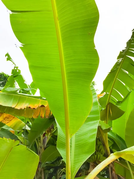 Textura Hojas Verdes Plátano Una Hoja Joven Plátano Parece Una — Foto de Stock