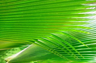 Palmiye yaprakları veya Yarey veya Copernicia baileyana doku. Süslemeleri için bahçede yetiştirilen süs bir bitkidir. Yaprakları uzun, büyük ve ince yeşil, Hindistan cevizi yaprağı için benzer.