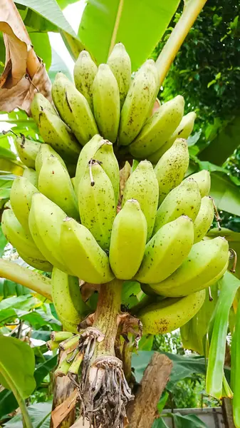 바나나 익은입니다 그것은 스크래치 없음입니다 그림에서 바나나 Backgroud 흐리게 — 스톡 사진