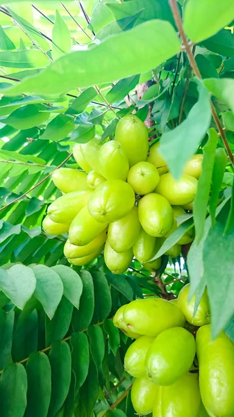 Grupo Taling Pling Bilimbi Averhoa Bilimbi Linn Frutas Agrias Todavía —  Fotos de Stock