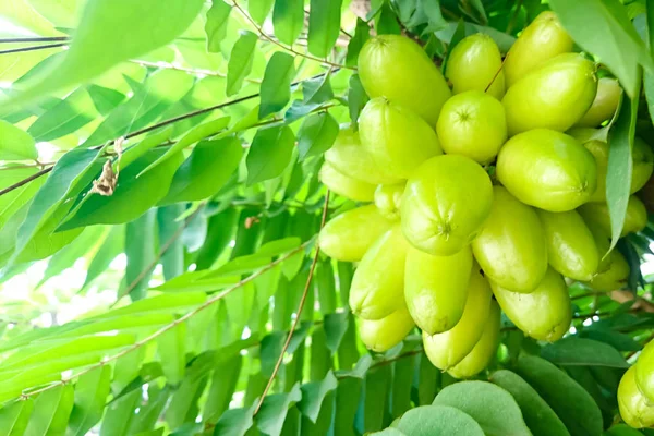 Grupo Taling Pling Bilimbi Averhoa Bilimbi Linn Frutas Agrias Todavía —  Fotos de Stock